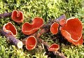 Sarcoscypha coccinea-amf1411